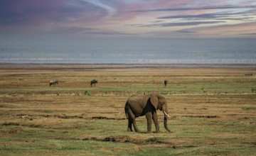 African elephant (Loxodonta africana) lonely elephant bull in savanna, Serengeti National Park;