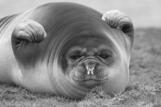 Southern Elephant Seal (Mirounga leonina) female resting, South Georgia