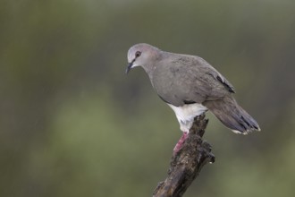 White-tipped Dove (Leptotila verreauxi), Texas, USA