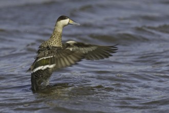 Silver Teal (Spatula versicolor), Falkland Islands