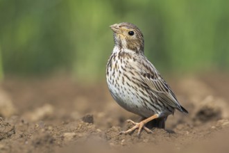 Corn Bunting (Emberiza calandra) in field, Grobnik, Croatia