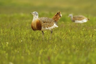 Great Bustard (Otis tarda) female, Castile-La Mancha, Spain