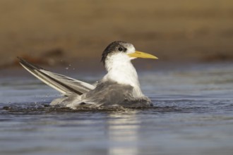 Greater Crested Tern (Thalasseus bergii) bathing, New South Wales, Australia