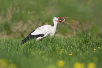White Stork (Ciconia ciconia) eating a mouse, Bavaria, Germany