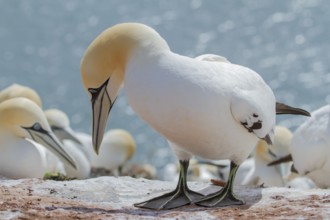 Northern Gannet (Morus bassanus), Schleswig-Holstein, Germany
