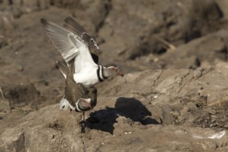 Driebandplevier, Three-banded Plover, Charadrius tricollaris