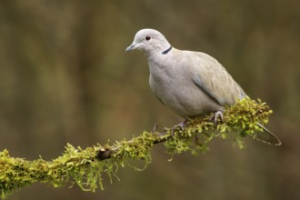 Eurasian Collared Dove (Streptopelia decaocto) perches on a mossy branch in Victoria, British