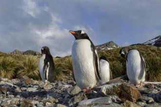 Gentoo Penguin (Pygoscelis papua) perched on a rocky beach on South Georgia Island