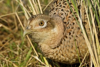 Common Pheasant (Phasianus colchicus) female, Noordholland, Netherlands