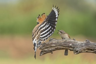Eurasian Hoopoe & Red-backed Shrike (Upupa epops & Lanius collurio) perched on a branch, Aosta