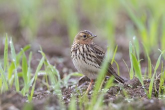 Red-throated Pipit (Anthus cervinus) male, Grobnik, Croatia