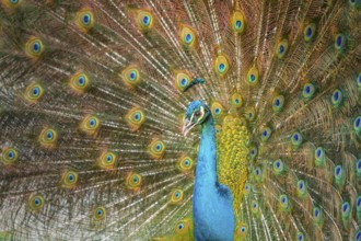 Indian Peafowl (Pavo cristatus), male at courtship display, Castilla Leon, Spain