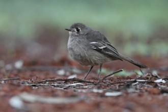 Southern Scrub Robin (Drymodes brunneopygia), New South Wales, Australia