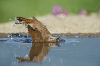 Common Nightingale (Luscinia megarhynchos) bathing in waterhole, Aosta Valley, Italy