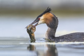 Great Crested Grebe (Podiceps cristatus) with shrimp in beak, Piedmont, Italy