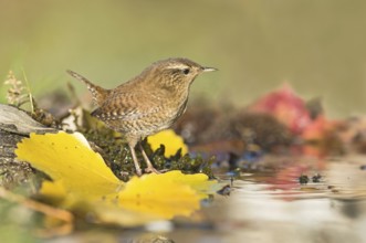 Eurasian Wren (Troglodytes troglodytes) at waterhole, Aosta Valley, Italy