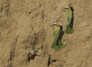 White-fronted Bee-eater (Merops bullockoides), Botswana
