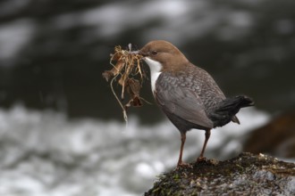 White-throated Dipper (Cinclus cinclus), Lower Saxony, Germany