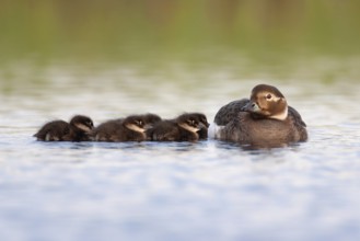 Long-tailed Duck (Clangula hyemalis) with chicks, Varanger, Norway