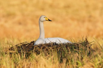 Whooper Swan (Cygnus cygnus) nest, Trollhaettan, Sweden