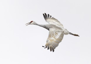 Sandhill Crane (Antigone canadensis) flying, New Mexico, USA