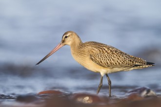 Bar-tailed Godwit (Limosa lapponica), Schleswig-Holstein, Germany
