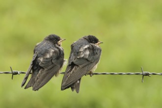 Barn Swallow (Hirundo rustica) juvenile, Lower Saxony, Germany