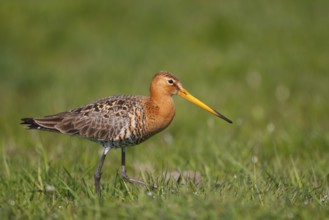 Black-tailed Godwit (Limosa limosa), Netherlands
