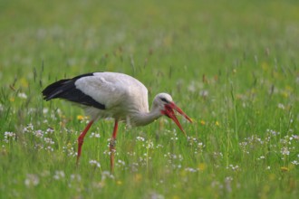 White Stork (Ciconia ciconia) foraging, North Rhine-Westphalia, Germany