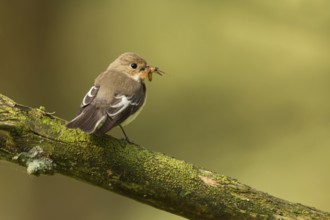 European Pied Flycatcher (Ficedula hypoleuca) female, Utrecht, Netherlands