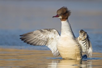 Common Merganser (Mergus merganser) female, Saxony-Anhalt, Germany