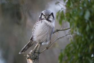 Northern Hawk-Owl (Surnia ulula), Saxony, Germany