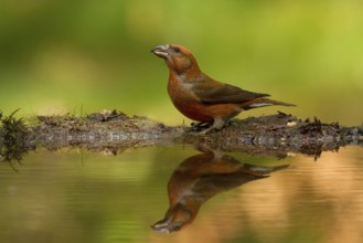 Red Crossbill (Loxia curvirostra) male, Utrecht, Netherlands