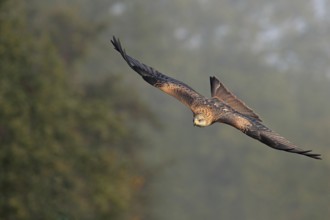 Rotmilan; lat. Milvus milvus; segelt vor Baumkronen bei nebligen Lichtverhälnissen
