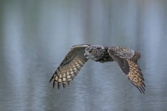 Europäischer Uhu, lat. Bubo bubo, im Flug über einer Wasserfläche