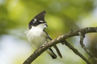 Collared Flycatcher (Ficedula albicollis), Baden-Wuerttemberg, Germany