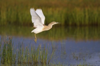 Squacco Heron (Ardeola ralloides) flying, Greece