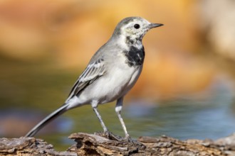 White Wagtail (Motacilla alba), Alicante, Spain