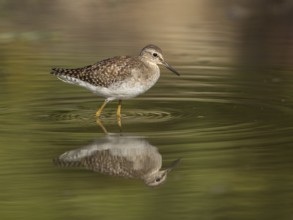 Wood Sandpiper (Tringa glareola), Gambia