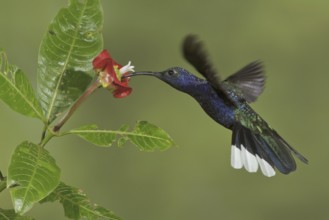 Violet Sabrewing (Campylopterus hemileucurus), Costa Rica
