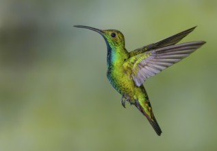 Green-breasted Mango (Anthracothorax prevostii) - at Laguna Lagarto Lodge near Boca Tapada, Costa
