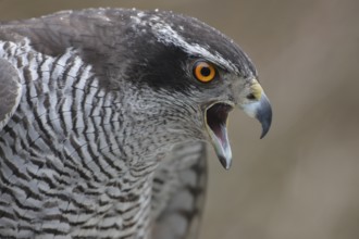 Habicht; lat. Accipiter gentilis; Kopfportrait eines rufenden adulten Weibchens