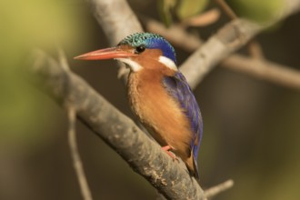 Malachite Kingfisher (Corythornis cristatus), Gambia