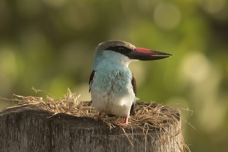 Blue-breasted Kingfisher (Halcyon malimbica), Gambia