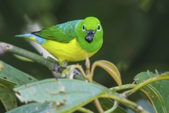 Blue-naped Chlorophonia (Chlorophonia cyanea) perched on a branch in Manu National Park, Peru