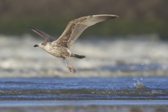 European Herring Gull (Larus argentatus) juvenile flying, Netherlands