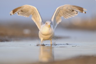 European Herring Gull (Larus argentatus), Mecklenburg-Western Pomerania, Germany