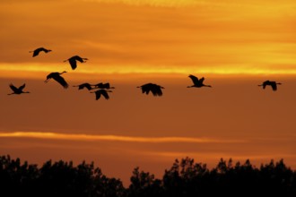 Common Crane (Grus grus) flying, Mecklenburg-Western Pomerania, Germany