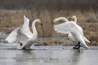 Whooper Swan (Cygnus cygnus) mating, Vaestergoetland, Sweden