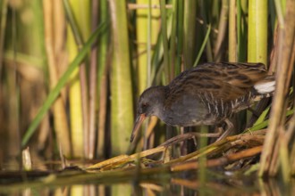 Water Rail (Rallus aquaticus) juvenile foraging, Saxony, Germany